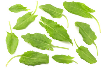 fresh sorrel, garden sorrel, rumex acetosa, green leaves, isolated on white background. Top view