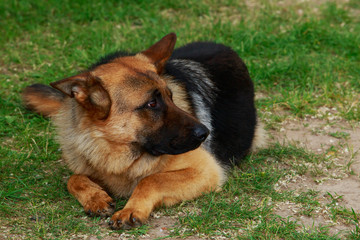 Dog breed German Shepherd