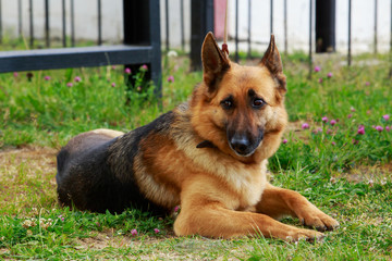 Dog breed German Shepherd