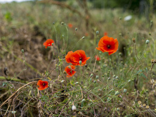 Poppies