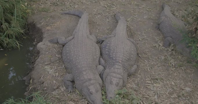 Two crocodile snuggle up against each other.