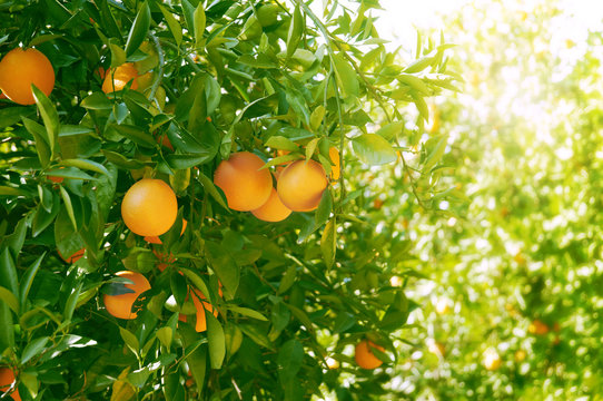 Orange trees with ripe fruits.