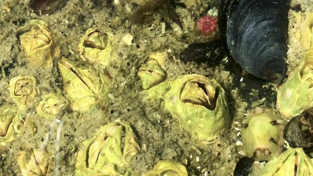 Closeup shot of barnacles feeding off of planktons in the water.