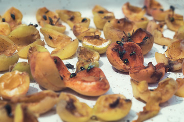 Making dried apricots at home. Dried Apricot. Flies and wasps eat nectar from dried fruit