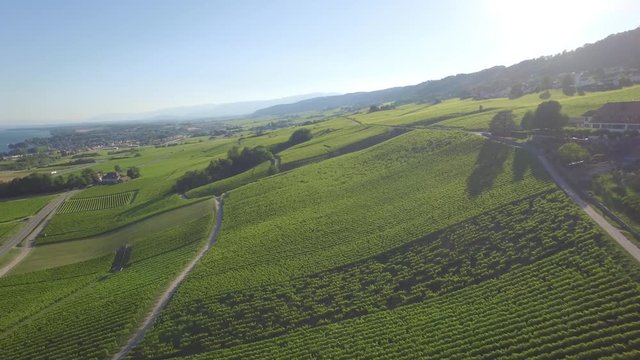 4K ungraded Aerial footage of Vineyard fields between Lausanne and Geneva in Switzerland -UHD