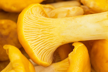 Background of chanterelles mushrooms, macro, fungus and orange