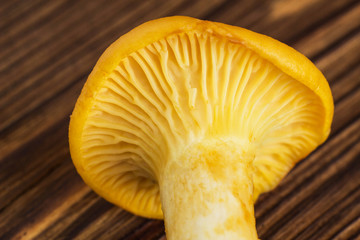 Mushroom chanterelle on a wooden background, macro, mushrooming