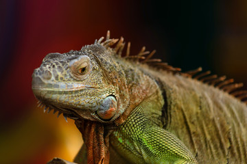 Fototapeta premium Iguana on a tree branch - portrait