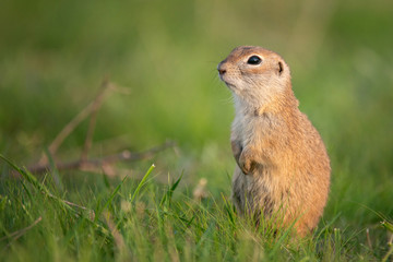 Naklejka na ściany i meble Ground squirrel (Spermophilus pygmaeus) standing in the grass