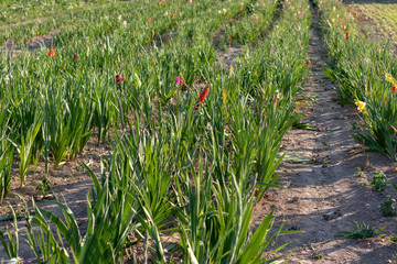 Gladiolen auf einem Feld 