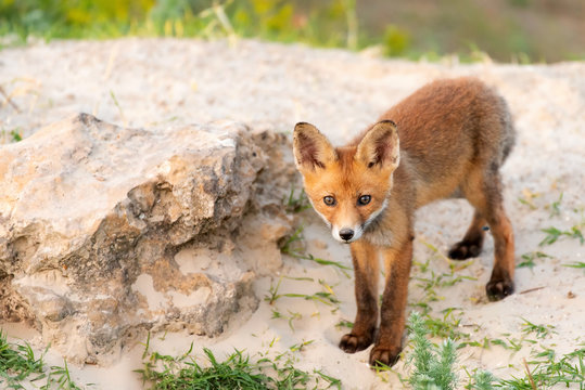 Little Red Fox near his hole