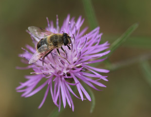Bourdon sur un chardon