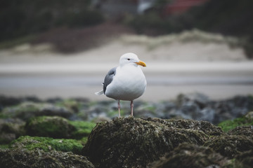 California Gull