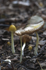 Bolbitius vitellinus mushrums
