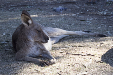 Laying kangaroo