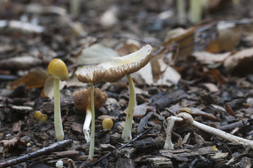 Bolbitius vitellinus mushrums