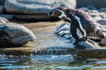 Humboldt penguin awkwardly jumping from a rock