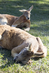 Sleeping kangaroo