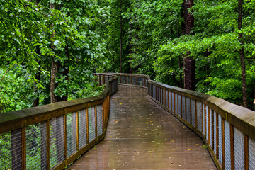 Bridge in the Woods