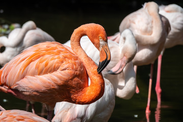Large colonies of red flamingos filter feeding in a pond