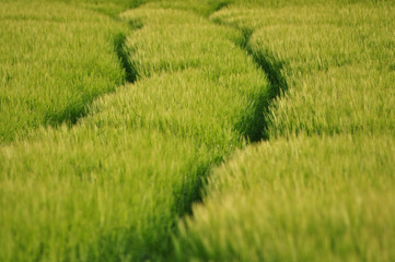 Fototapeta premium Feld