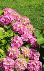 pink hydrangea flowers blossomed in the spring