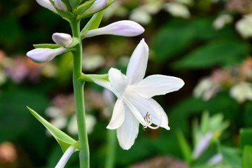Delicate delightful flowers of hosta in the background of the leaf in the garden.