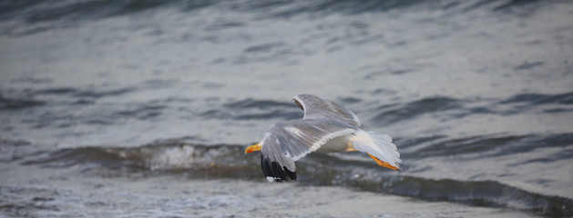 seagull wings flies over the sea