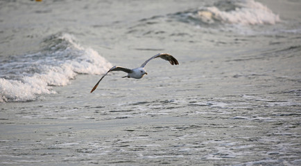 seagull flies free over the water