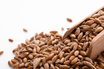 spelt seeds on a white acrylic background