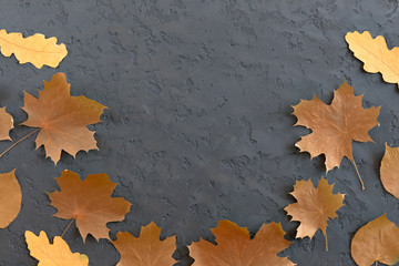 Naklejka na ściany i meble Overhead view of autumn composition on black rustic background. Autumn maple And oak leaves, Flat lay, top view, copy space.
