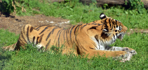 Siberian tiger (P. t. altaica), also known as Amur tiger, is eating