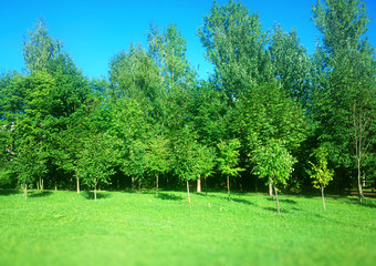 Fototapeta na wymiar Fresh summer trees landscape background