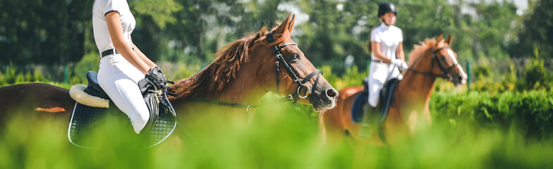 Pferd horizontales Banner für Website-Header-Design. Dressurpferd und Reiter in Uniform während des Reitwettbewerbs. Unschärfe grüne Bäume als Hintergrund.