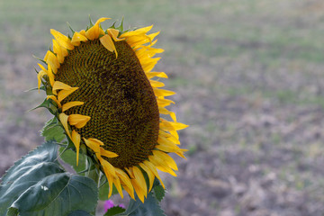 Einzelne große blühende Sonnenblume im Sommer