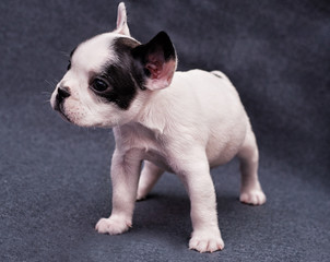 French bulldog puppy