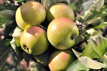 close-up of green apples on apple tree branch