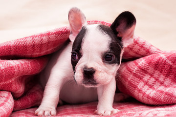French bulldog puppy