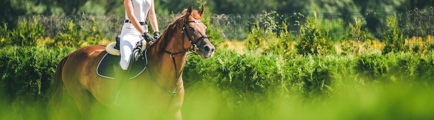 Pferd horizontales Banner für Website-Header-Design. Dressurpferd und Reiter in Uniform während des Reitwettbewerbs. Verwischen Sie grüne Bäume als Hintergrund.