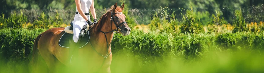 Foto auf Acrylglas Reiten Pferd horizontales Banner für Website-Header-Design. Dressurpferd und Reiter in Uniform während des Reitwettbewerbs. Verwischen Sie grüne Bäume als Hintergrund.