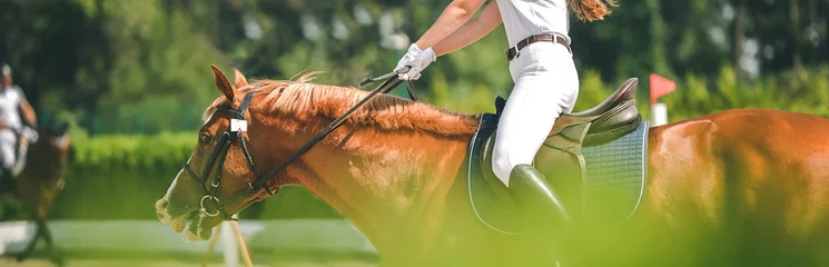 Wallpaper murals Horse riding Horse horizontal banner for website header design. Dressage horse and rider in uniform during equestrian competition. Blur green trees as background. 