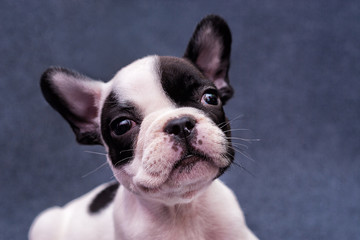 French bulldog puppy