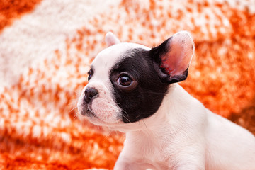 French bulldog puppy