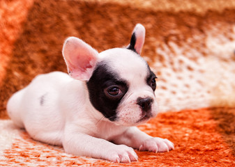 French bulldog puppy