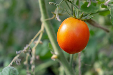 young not ripe tomatoes on the branch