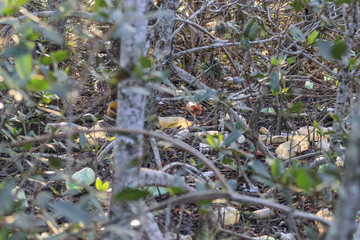 Garbage of all kinds, plastic bottles, styrofoam, rubber, aluminum and glass cans, environmental pollution in Brazilian mangrove, serious ecological problem. Guaratiba - Rio de Janeiro.