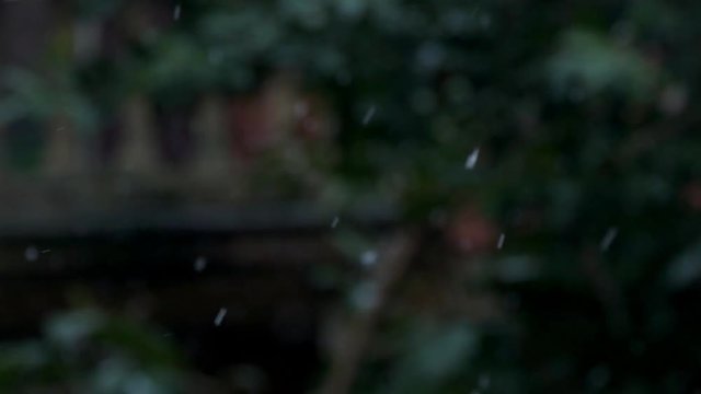 Snow Falling down Slowly with a blurred Fir Tree on the Background