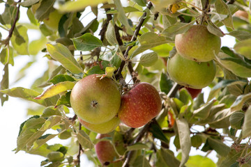 Ripe juicy apples on the apple tree