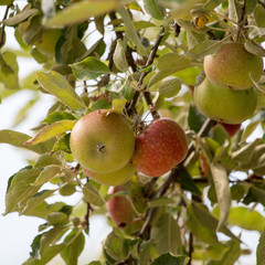 Ripe juicy apples on the apple tree