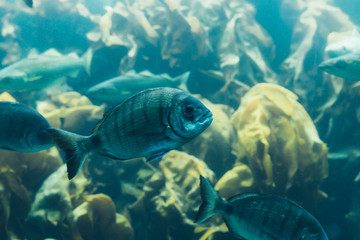 Fishes in aquarium or reservoir ubder water on fish farm